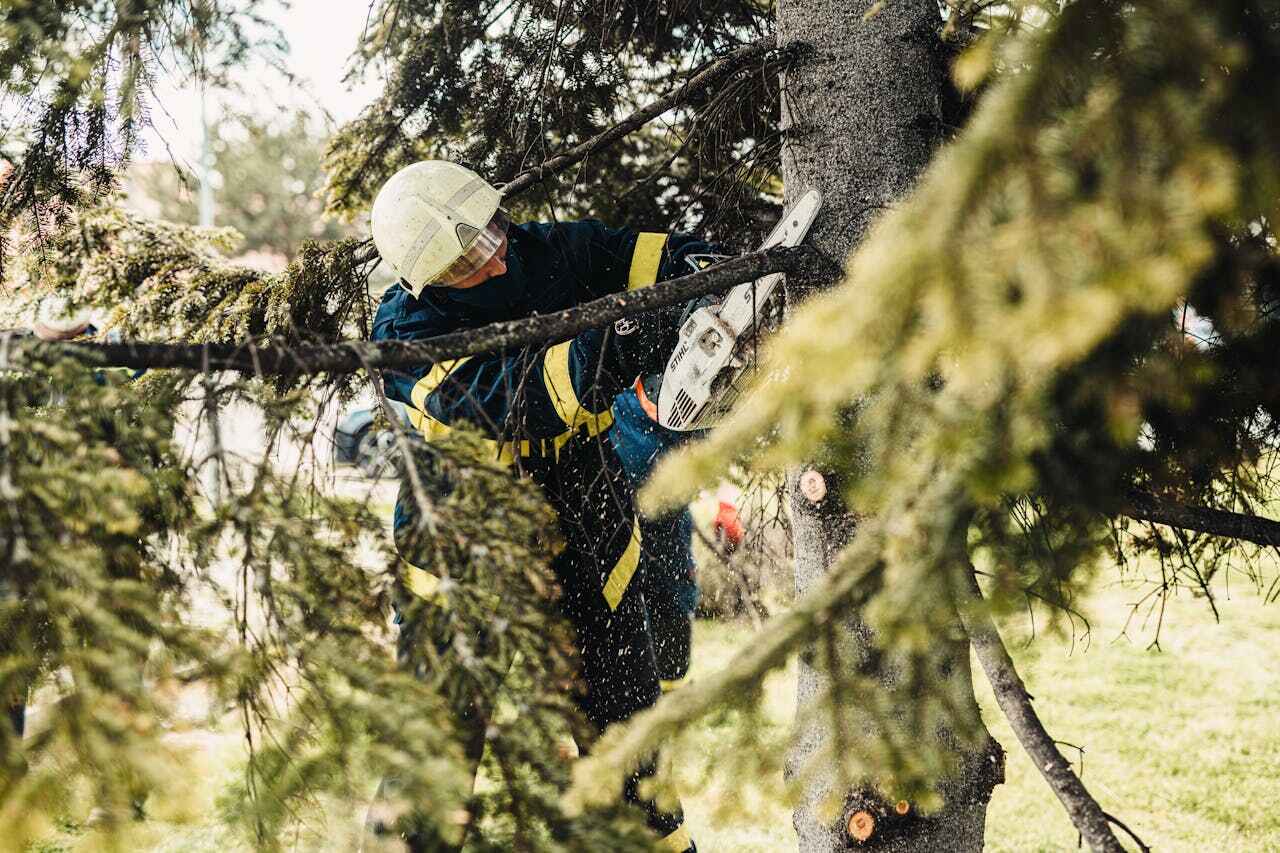 Best Palm Tree Trimming  in Farr West, UT